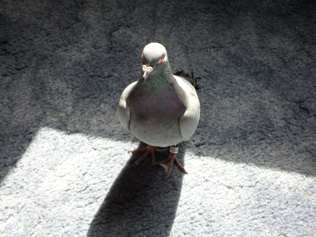 Unser Gast im............