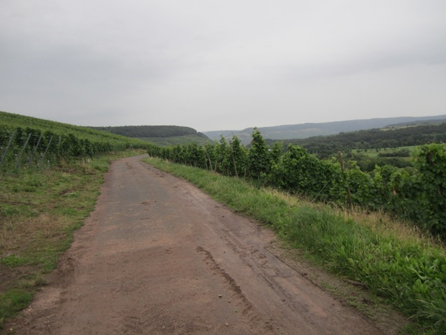 mitten durch die Weinberge