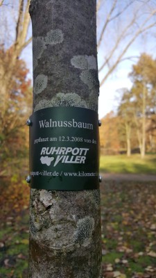 Walnussbaum.jpg