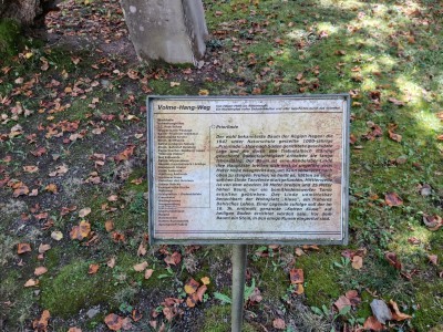 Priorlinde 03.jpg