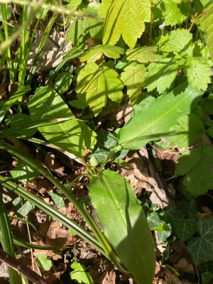IMG_4719 2.jpeg