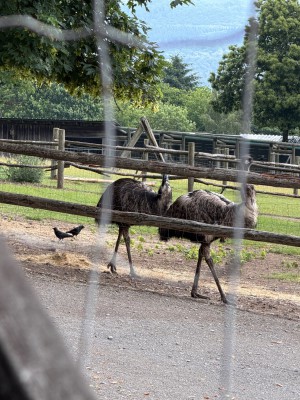 IMG_5026.jpeg